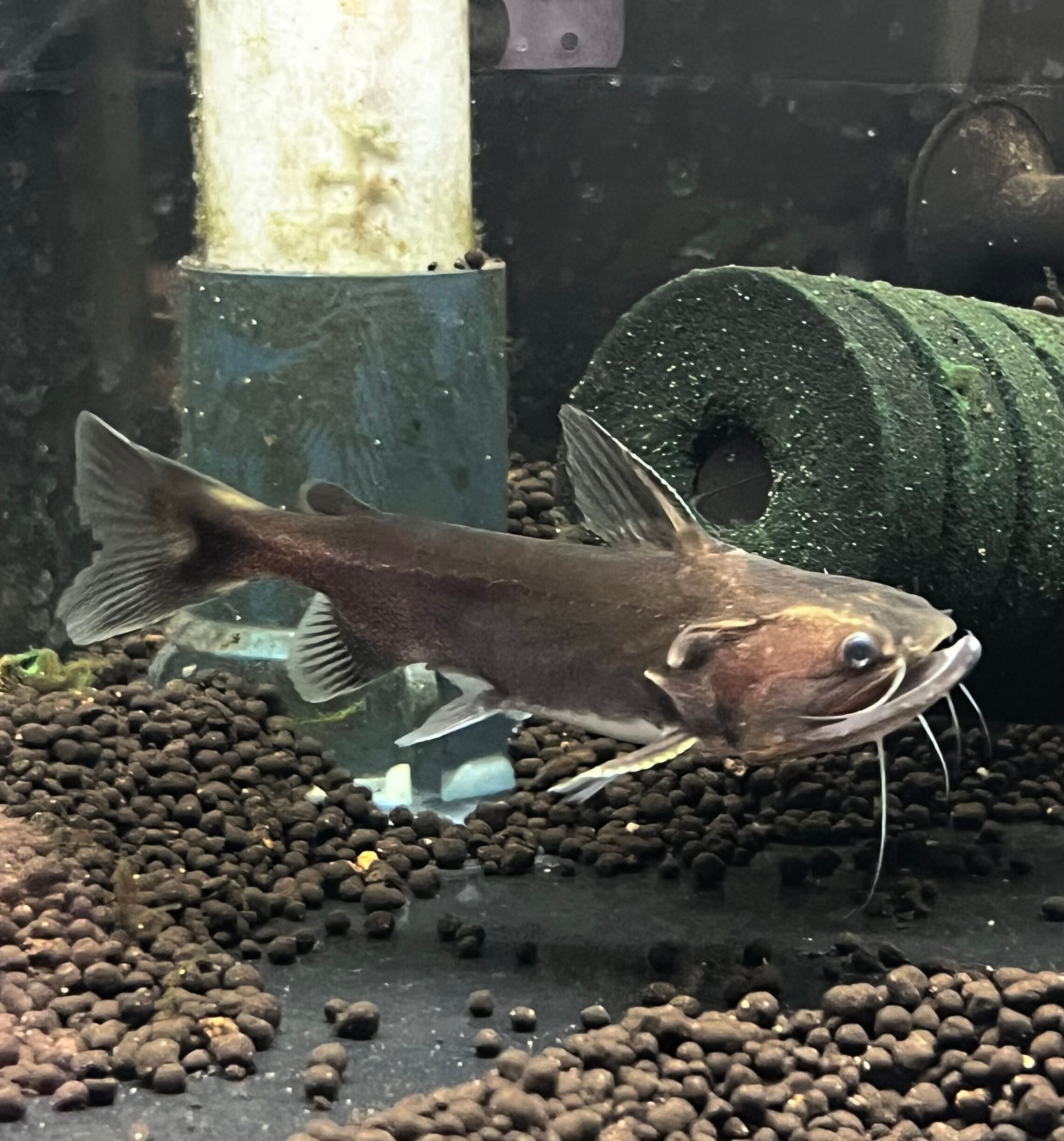WILD 採取個体 南米 コロンビア バトラクスキャット Batrachus catfish 【イリニダ川】希少