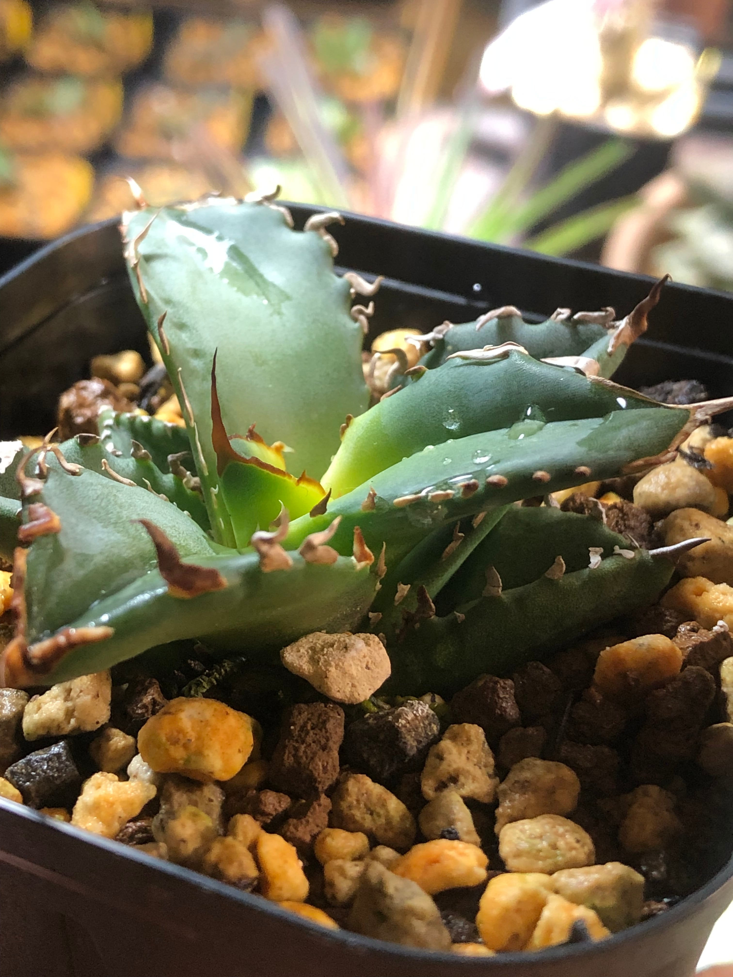 親株】 アガベ チタノタ トランザム agave titanota 陽炎 【公式通販】