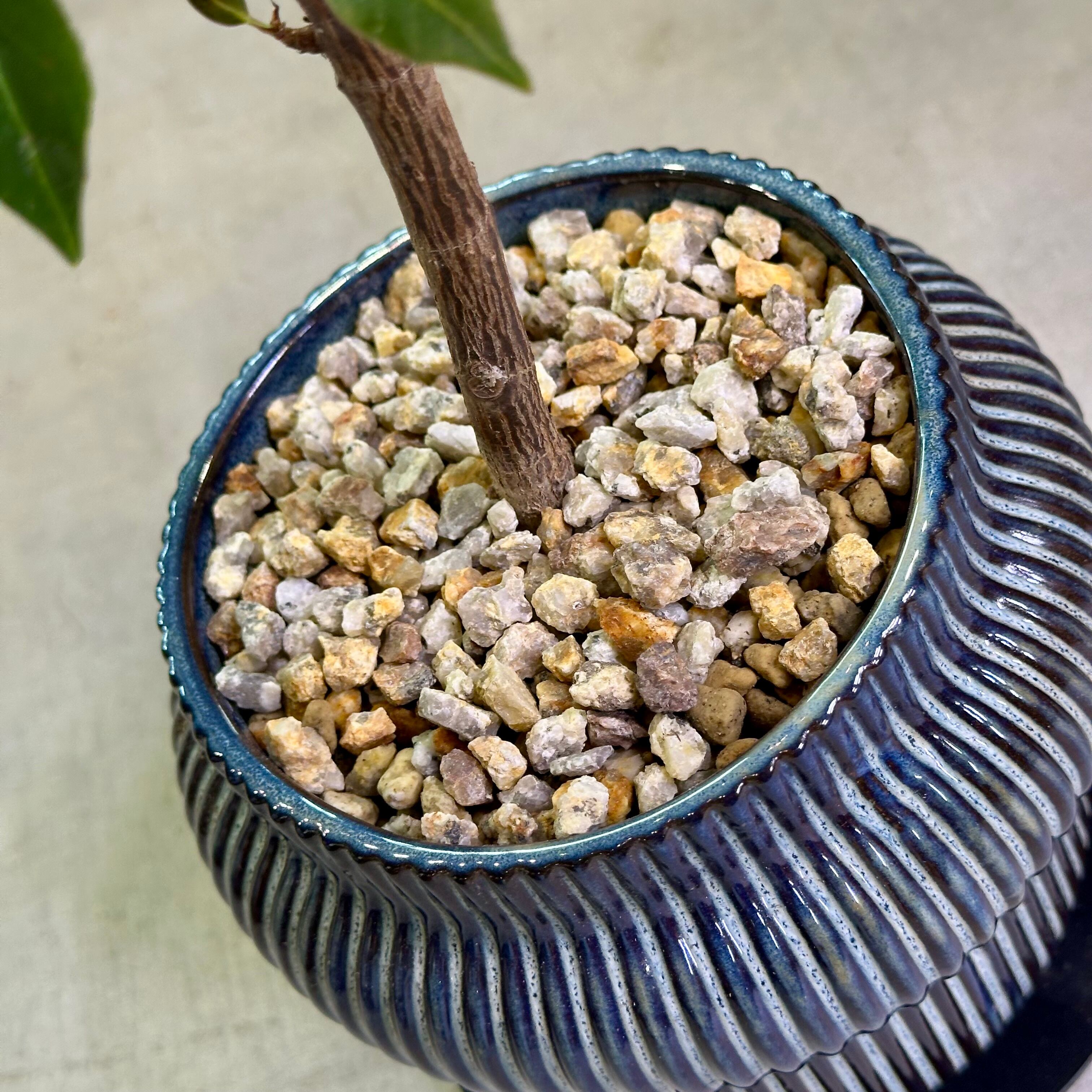 フィカス・エラスティカ | barrelplants_BONSAI