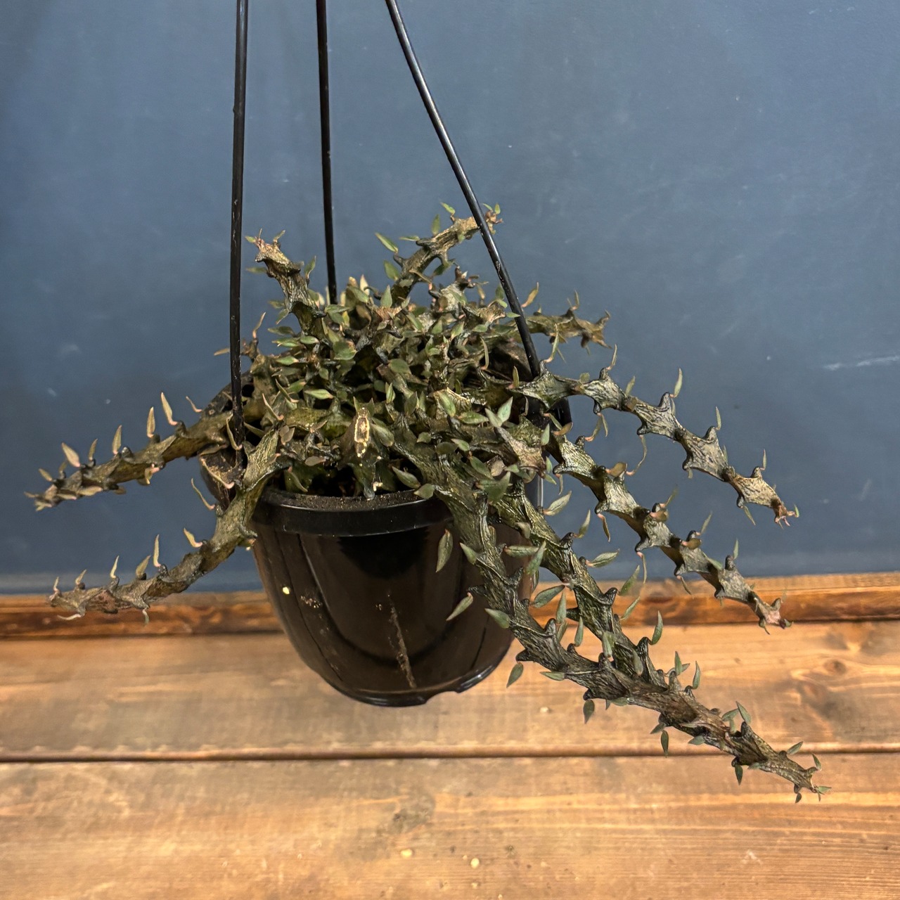 セロぺギア ボッセリ【987】