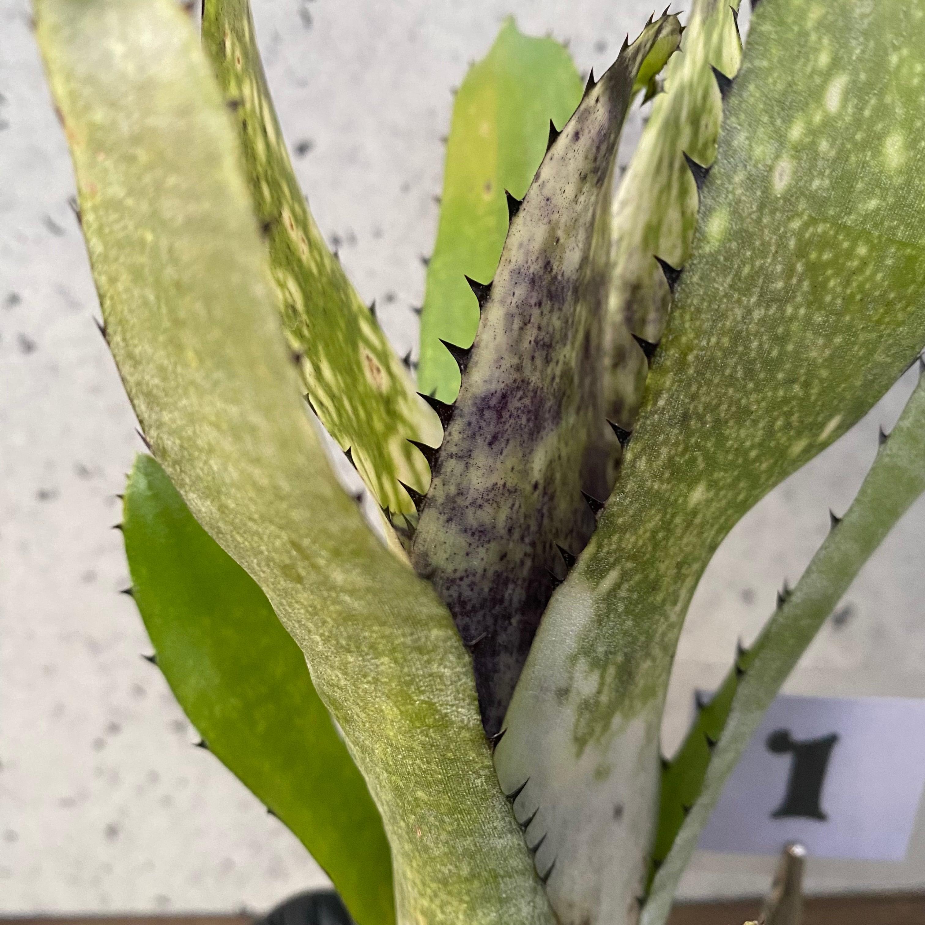 タンクブロメリア ビルベルギア『Kahakai』 1番 | Planet Plants タンクブロメリア ビルベルギア『Kahakai』 1番 | Planet Plants