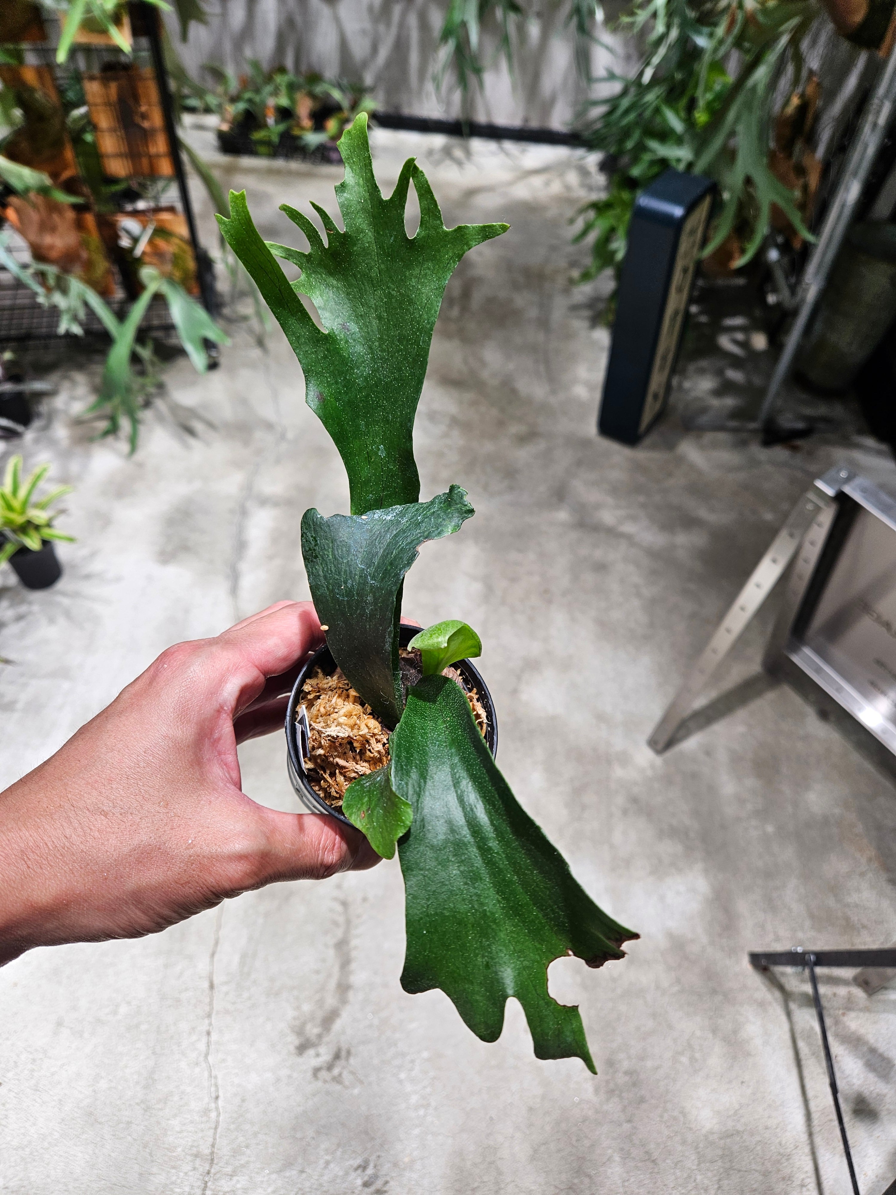 P. RP Sporeling (hillii Rod Pattison)【artPLANTs/PLANTS GARAGE