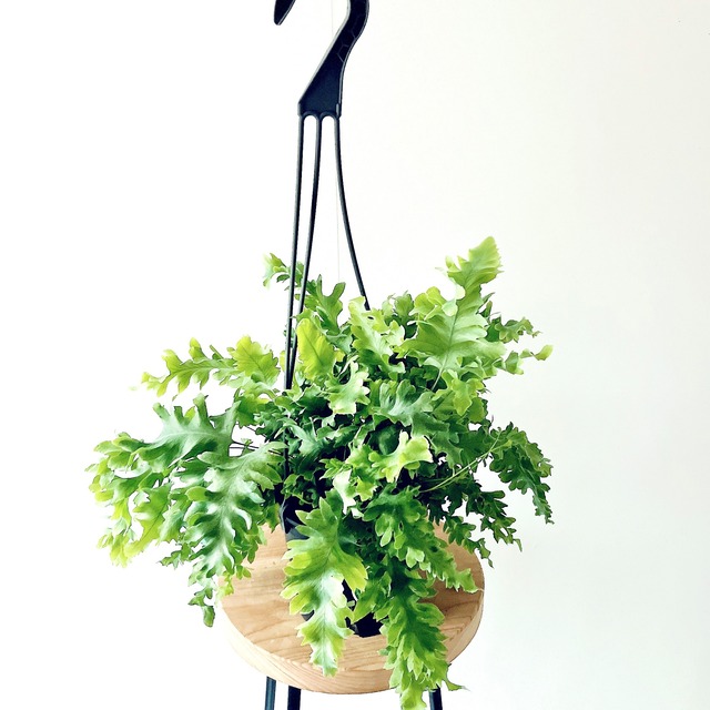 【再入荷】フレボディウム ダバナ ボリューム 58 calm cafe