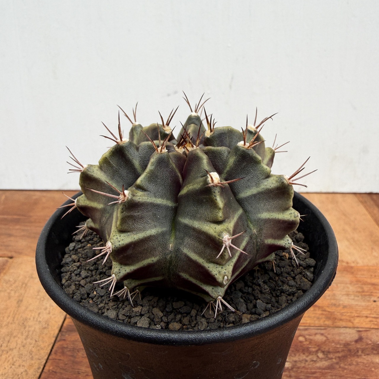 GymnocalyciumLB2178 hyb【ギムノカリキウム・LBハイブリッド】