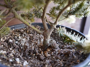 【現物】フィリカ プベッセンス ワフトフェザー 大株