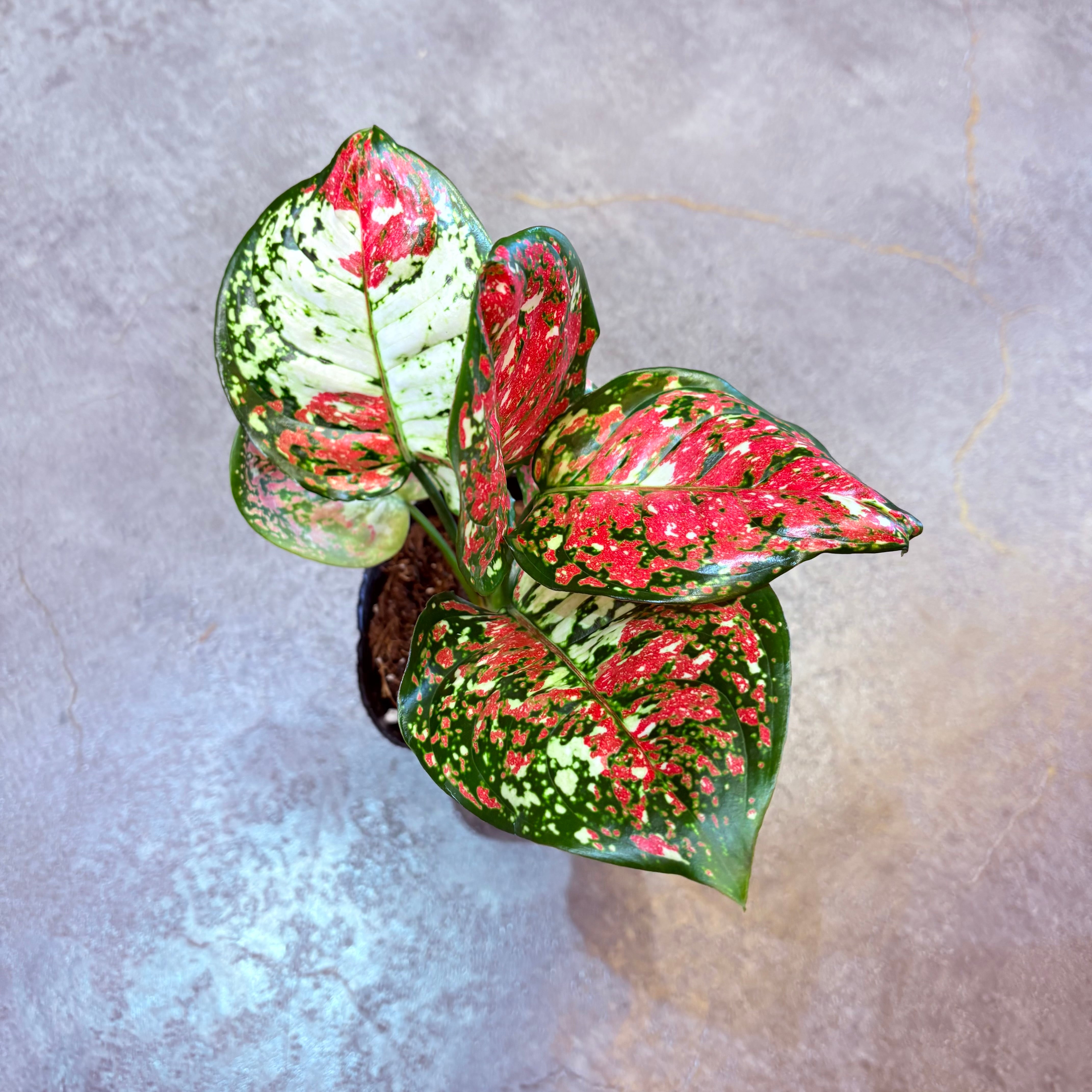 アグラオネマ アンヤマニートリカラー 3.5号 C | Green Vibes 宇都宮市