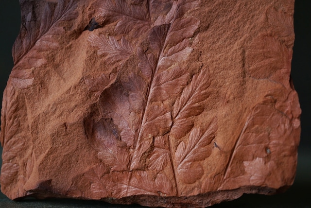 ポーランド産シダ植物化石 Mariopteris sp. 1636