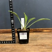 ユーフォルビア　鉄甲丸(ブプレウリフォリア)【562】