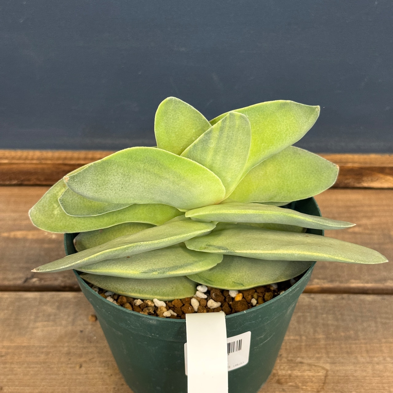 クラッスラ 神刀錦【856】