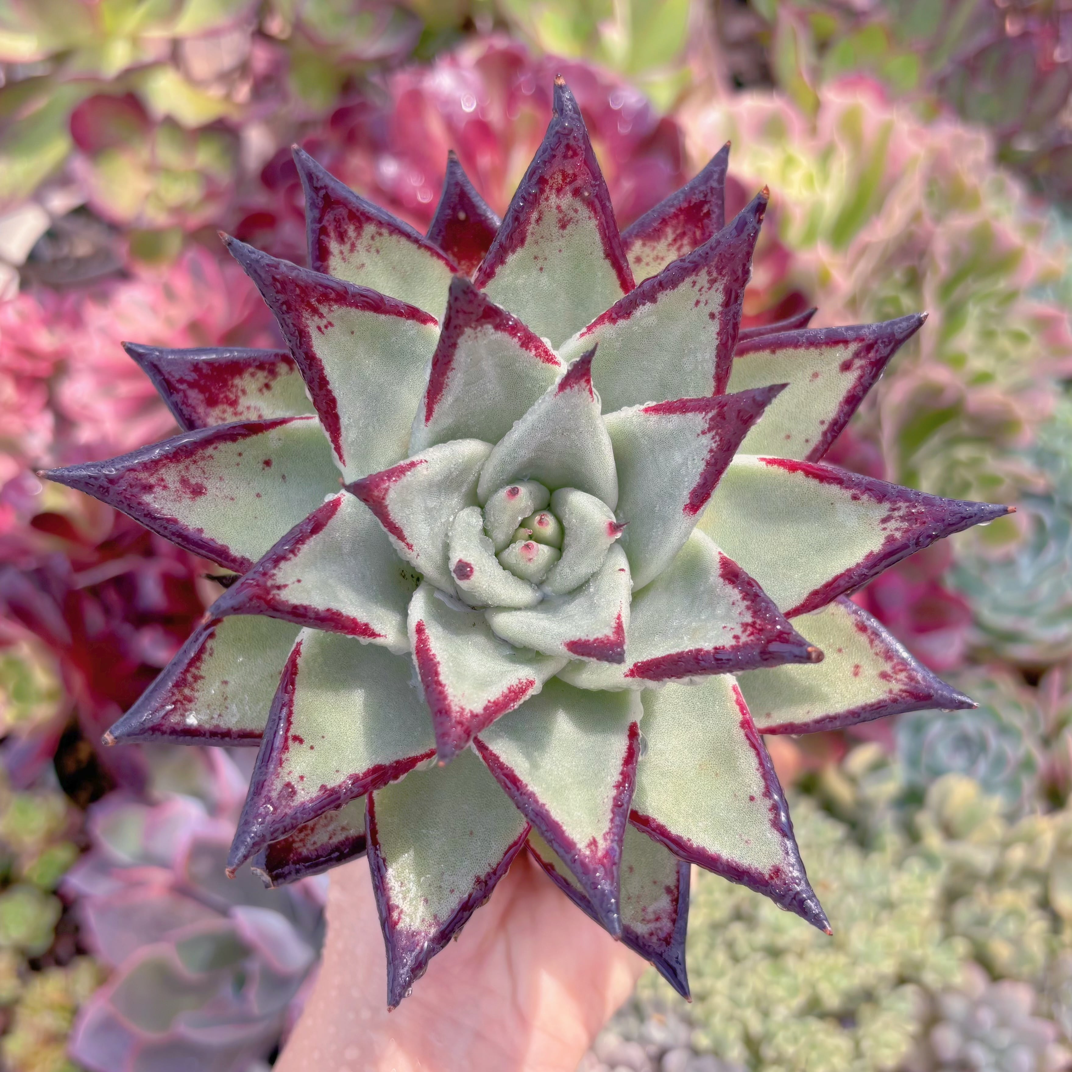 現品　黒魔王#2188　特大苗　るる農園