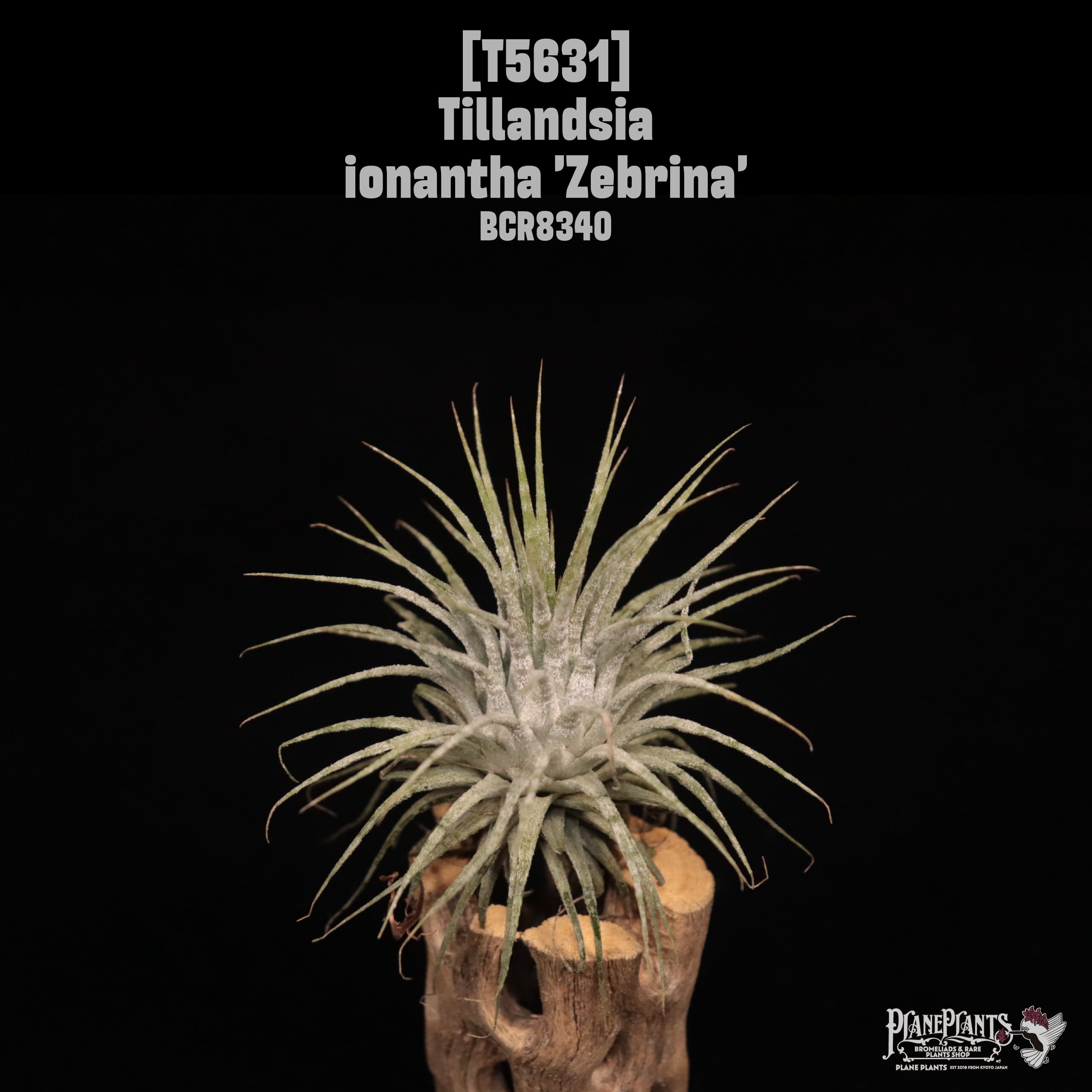 □ IN STOCK [販売中商品] | plane plants