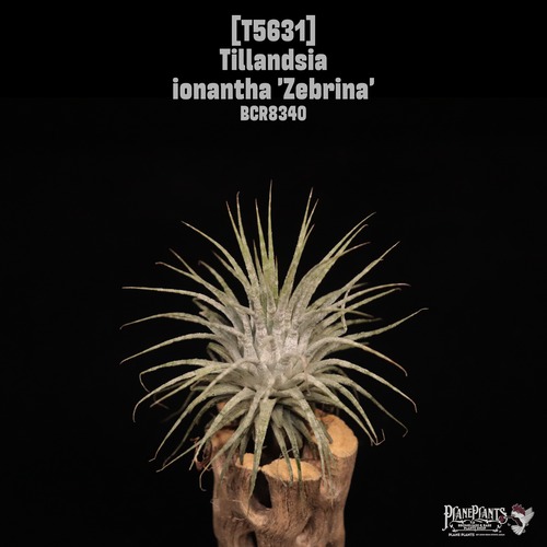 【送料無料】ionantha 'Zebrina'〔エアプランツ〕現品発送T5631