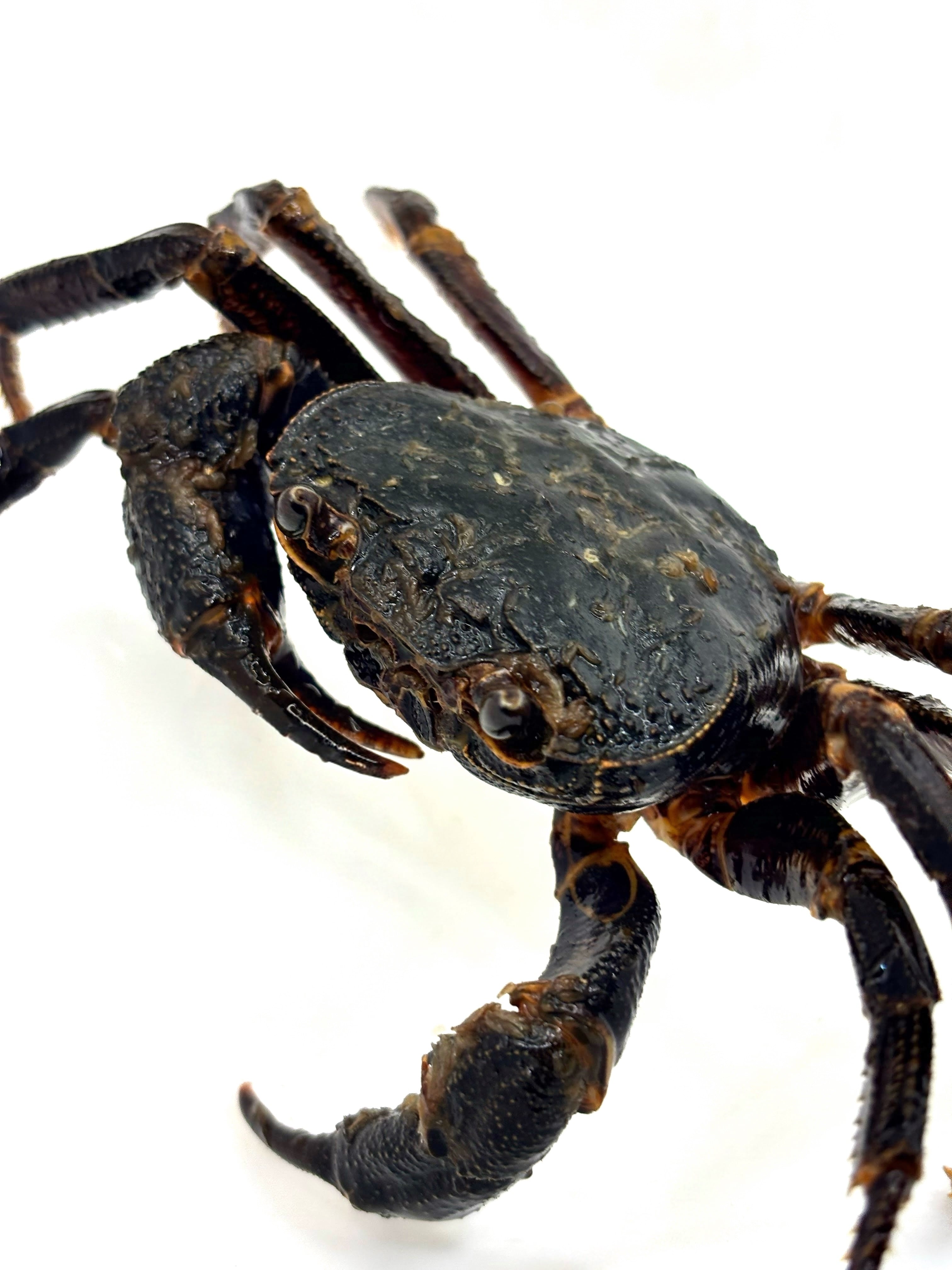 カクレイワガニ 白化個体 インドネシア産 1匹 | まるころ商店〜まるく