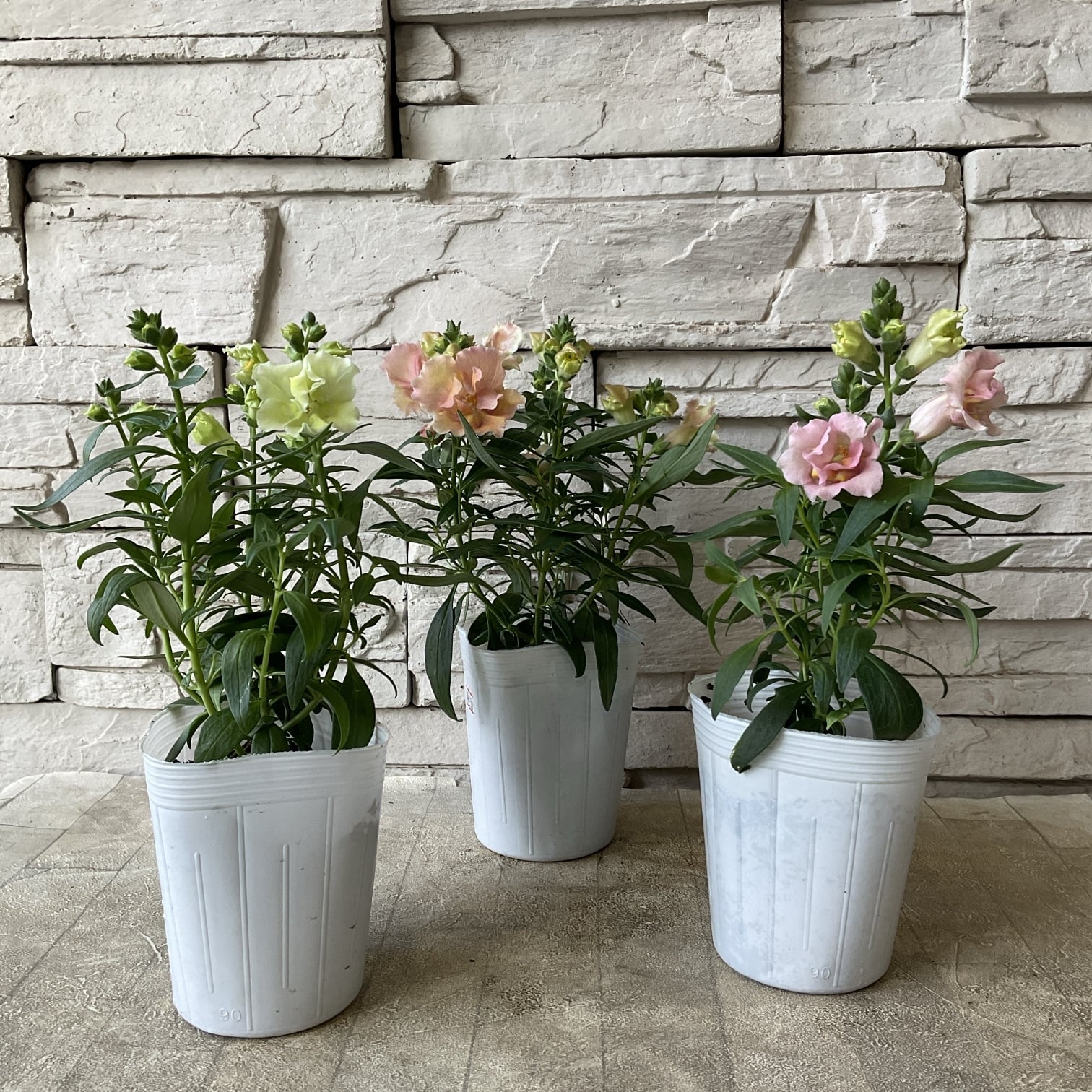 キンギョソウ トゥイニー 選べる♪3色 3寸ポット | 橋本種苗園