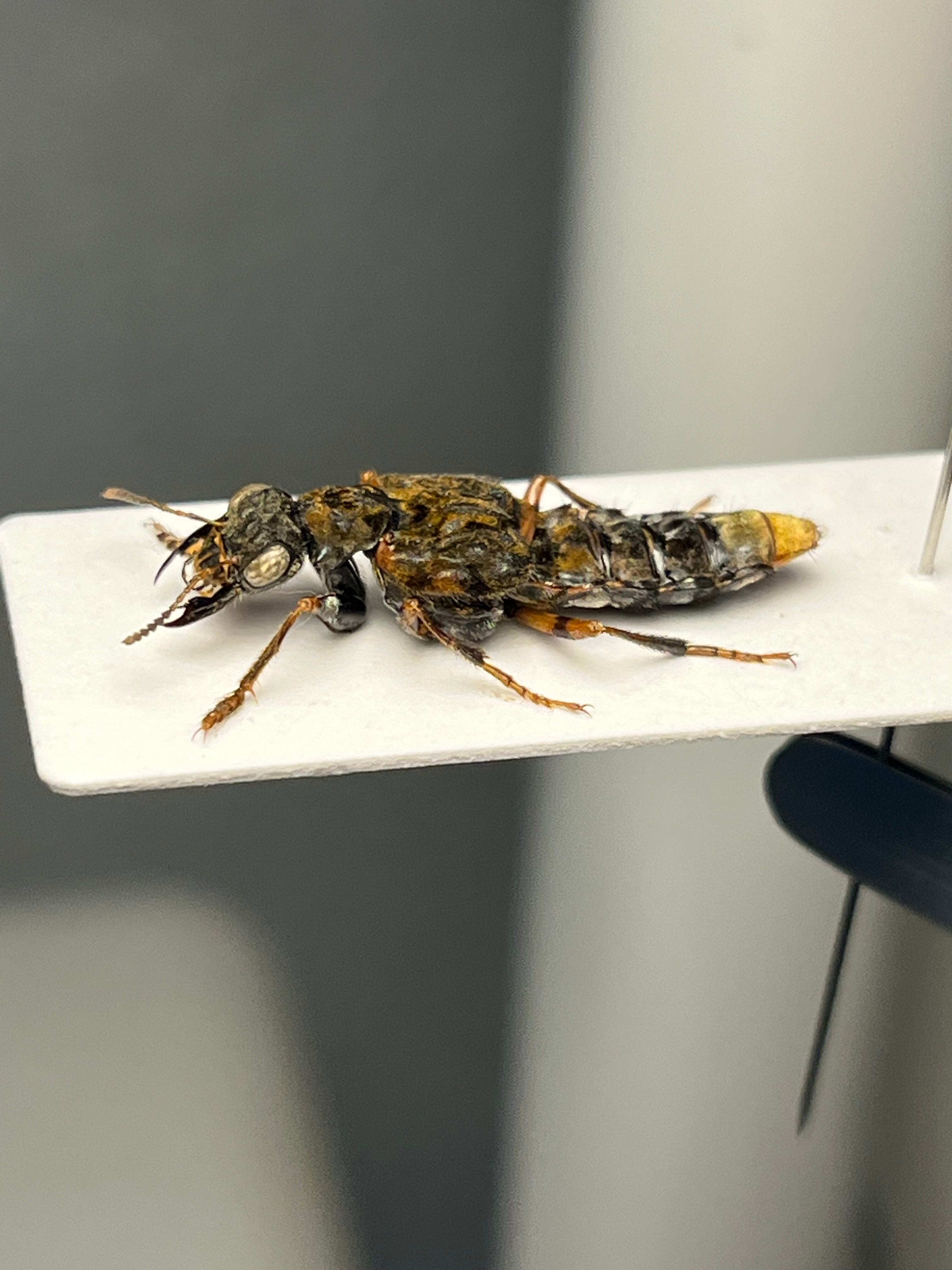 【22mm】クワガタのような大顎を有したキバサビハネカクシ 標本 22mm】クワガタのような大顎を有したキバサビハネカクシ 標本