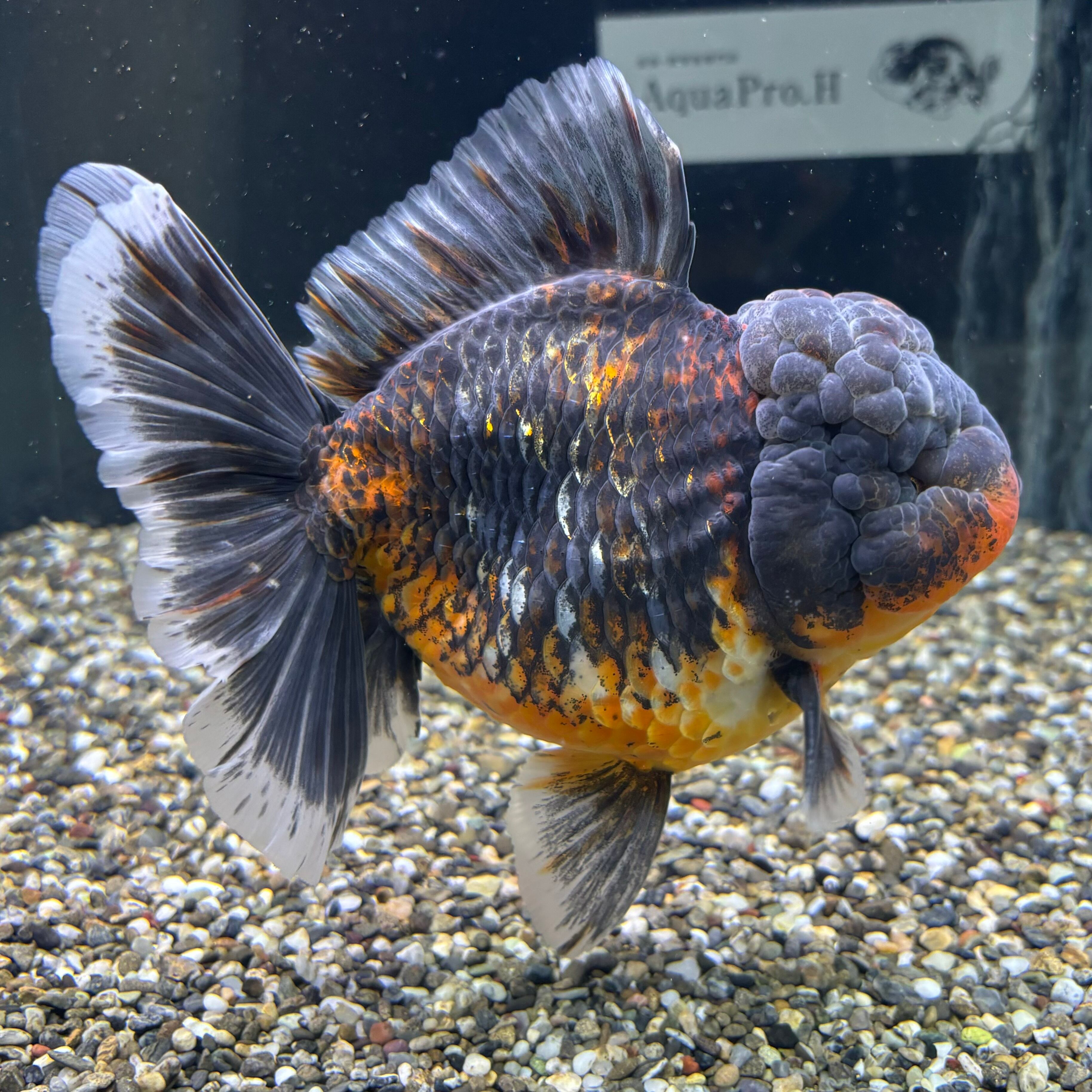 超極上！五色ローズテールオランダ 18cm±