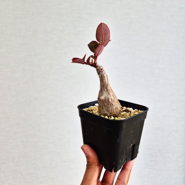 ➉〚フィランサス・ミラビリス〛Phyllanthus Mirabilis 塊根植物 コーデックス ポット発送