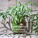 【送料無料】Platycerium 'Mt.kitshakood'〔ビカクシダ/コウモリラン〕現品発送P001