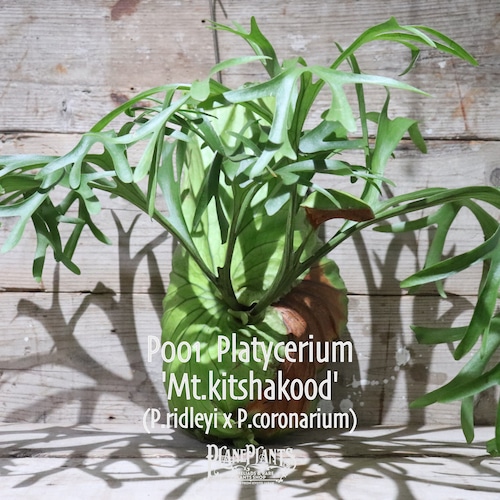 【送料無料】Platycerium 'Mt.kitshakood'〔ビカクシダ/コウモリラン〕現品発送P001