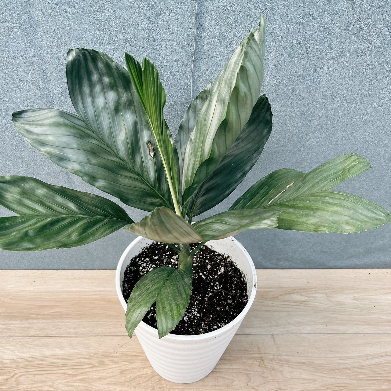 ［現品］【希少】19番　チャドレア　メタリカ　7号　ヤシ　観葉植物　レア　珍しい 現品］【希少】19番 チャドレア メタリカ 7号 ヤシ 観葉植物 レア