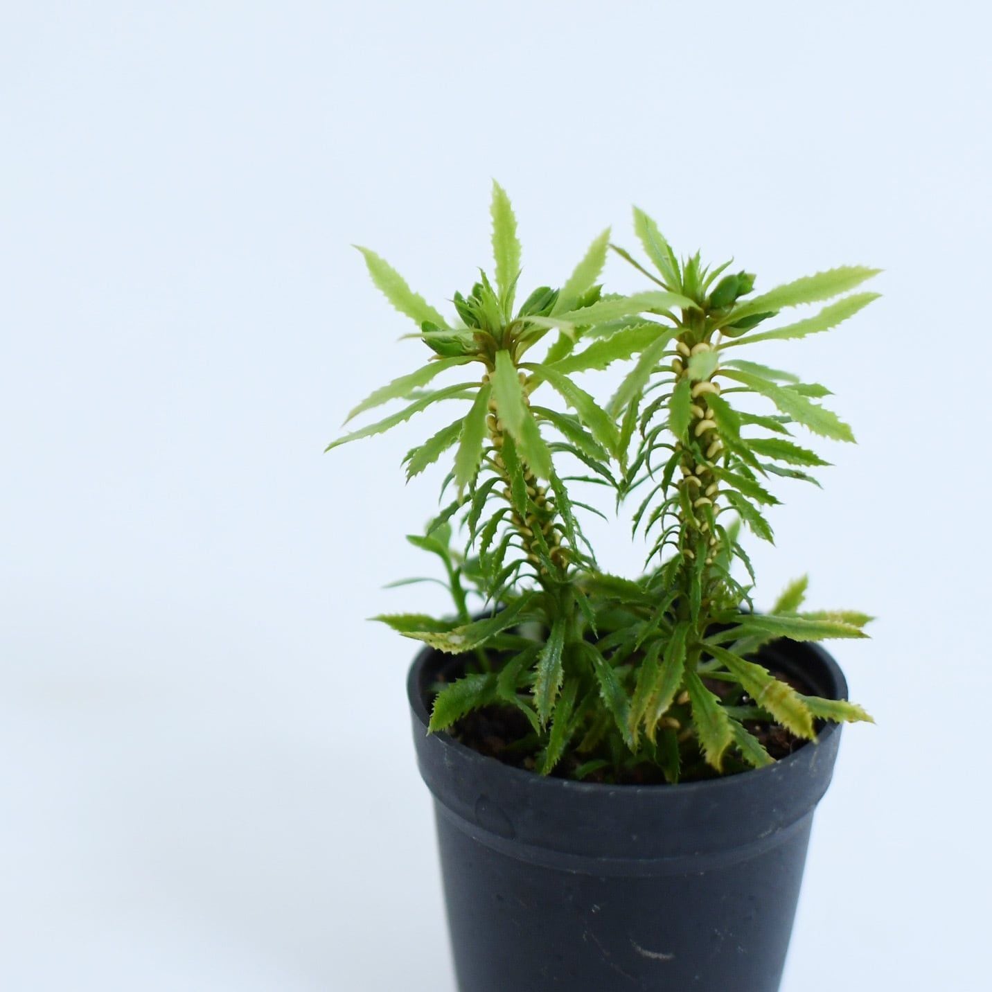 テラリウム・パルダリウムに使えるシダ植物6種セレクトセット | 苔