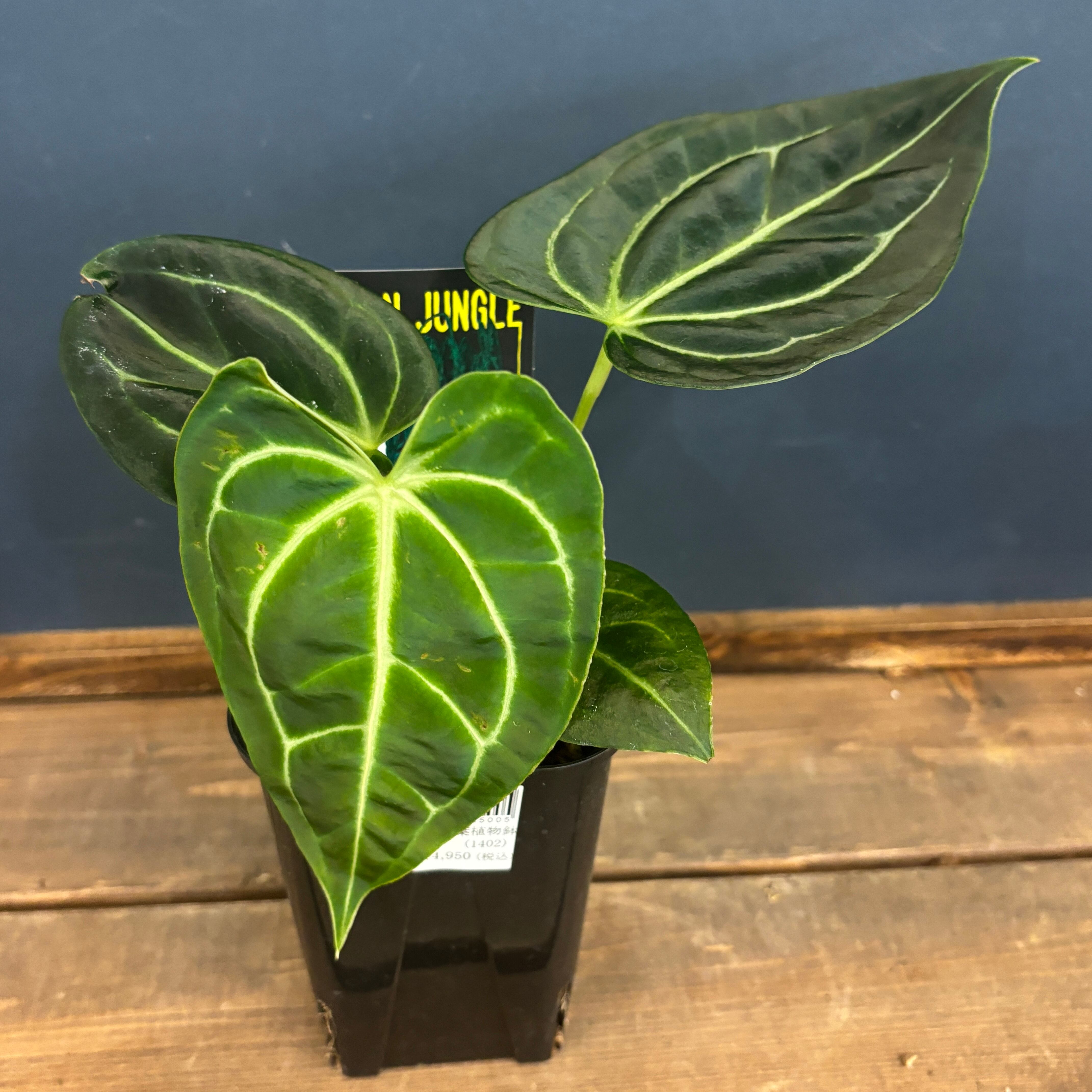 アンスリウム レガレ 【公式通販】