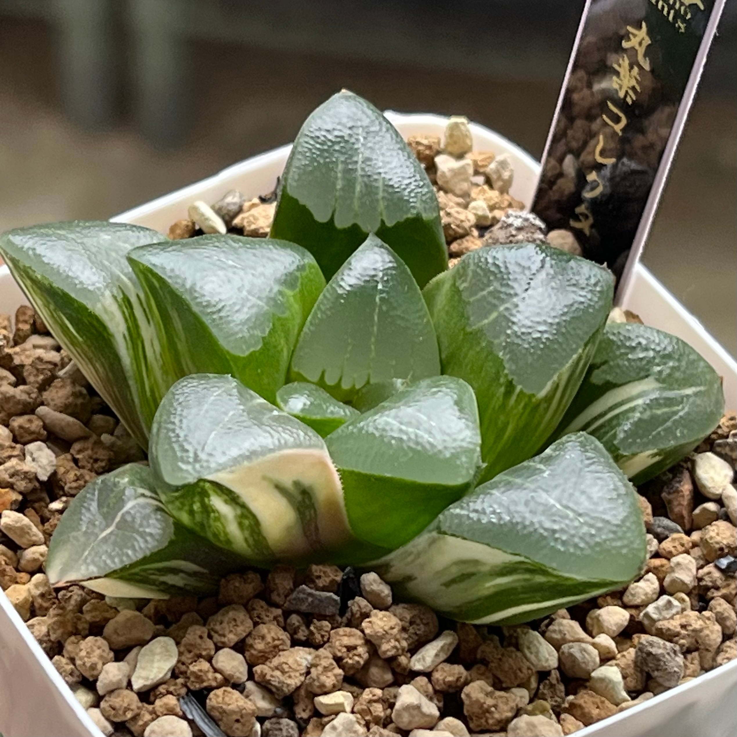 ハオルチア 緑焔 | mocono_plants