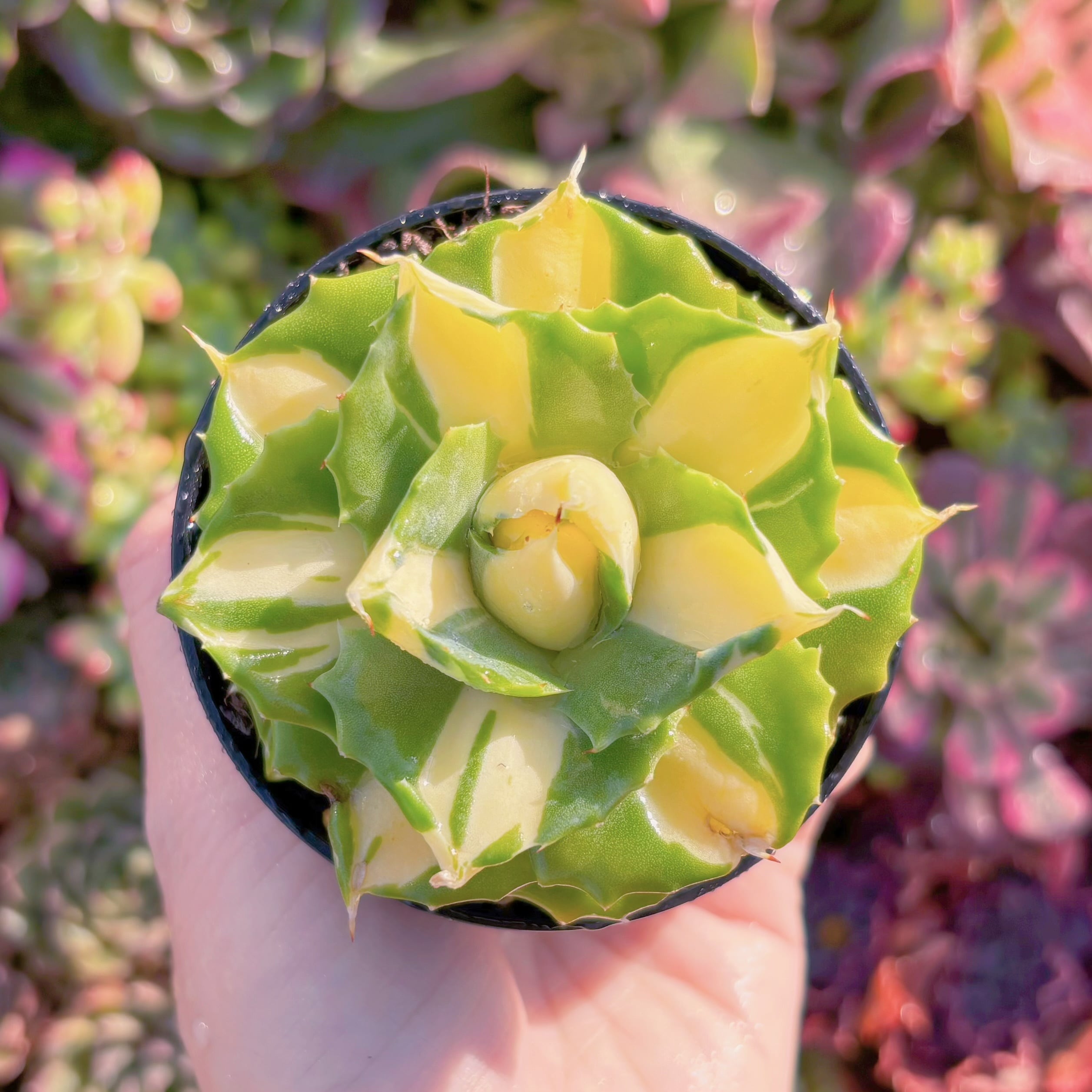 現品　王妃雷神錦(黄中斑)#M008　新入荷　るる農園