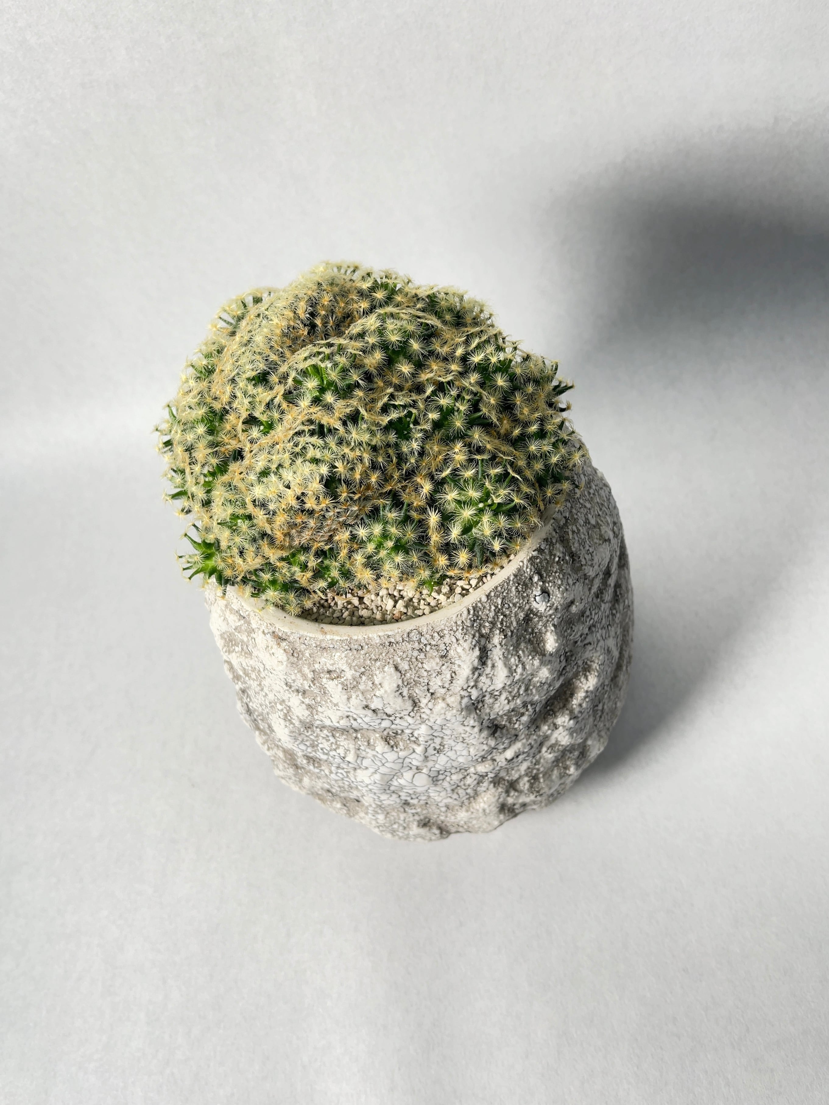 マミラリア・明星綴化 | trigger