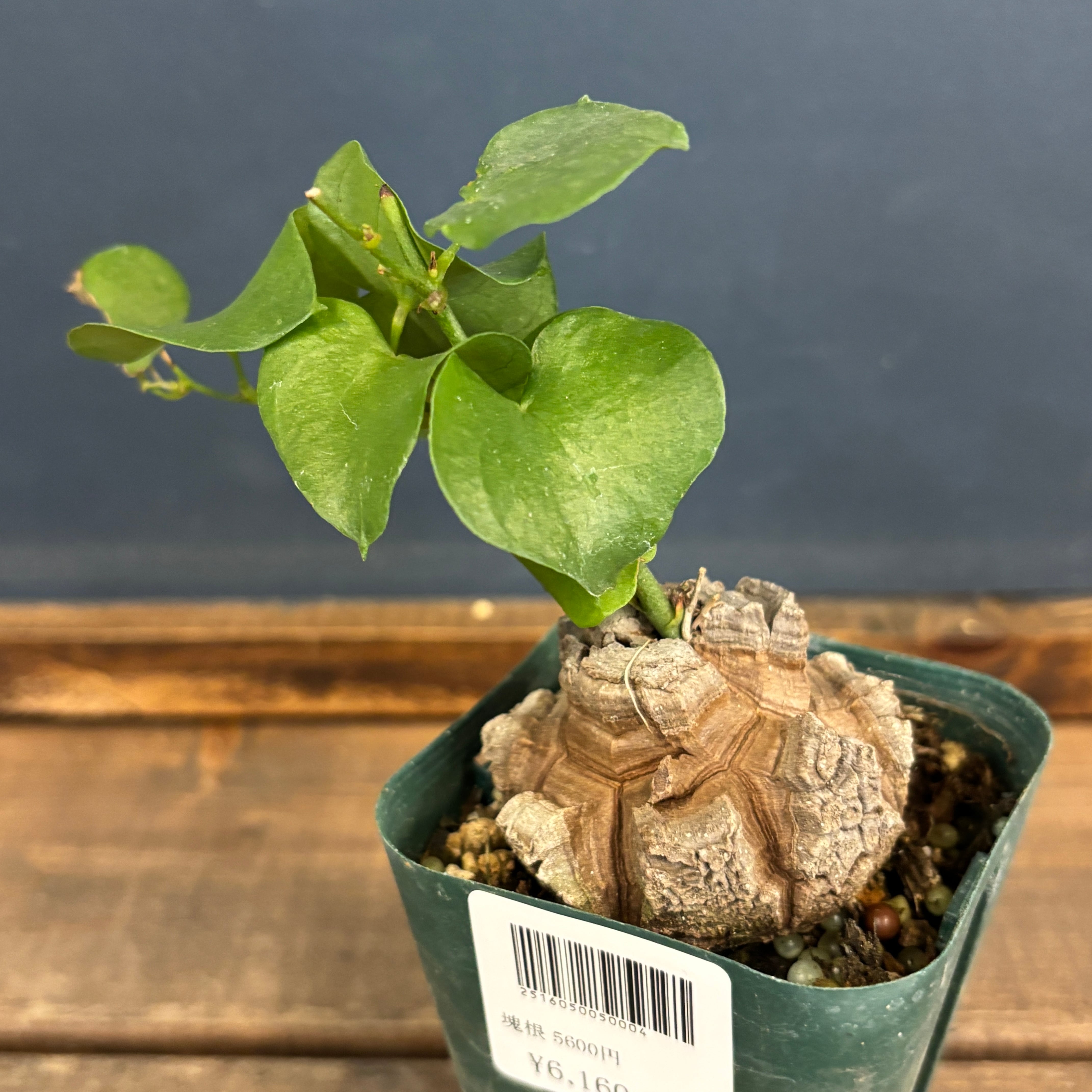 PROTOLEAF プロトリーフ