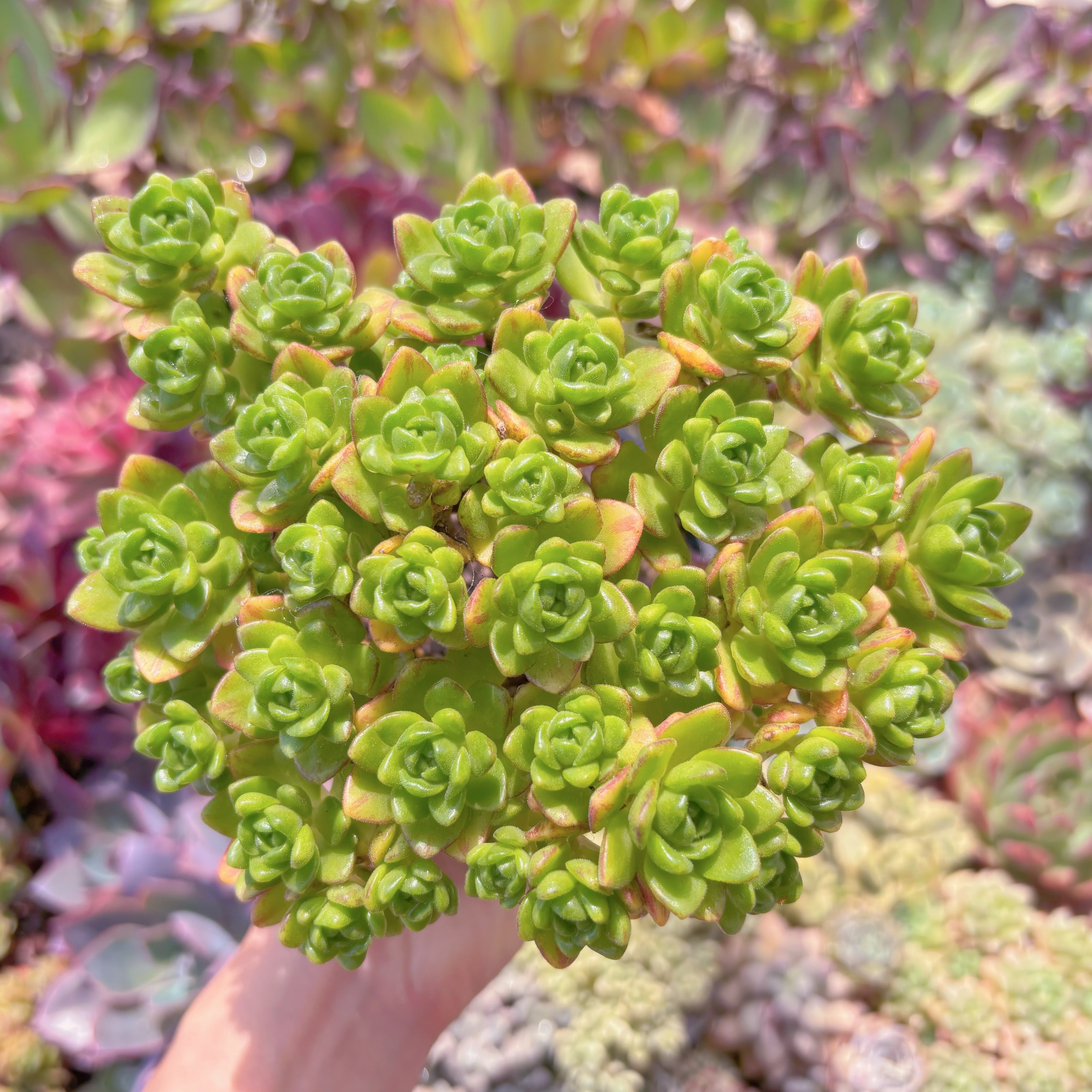 現品　little fox#902　群生　新入荷　るる農園