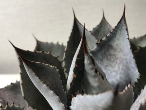 アガベ 血雨雷神 ハイブリッド