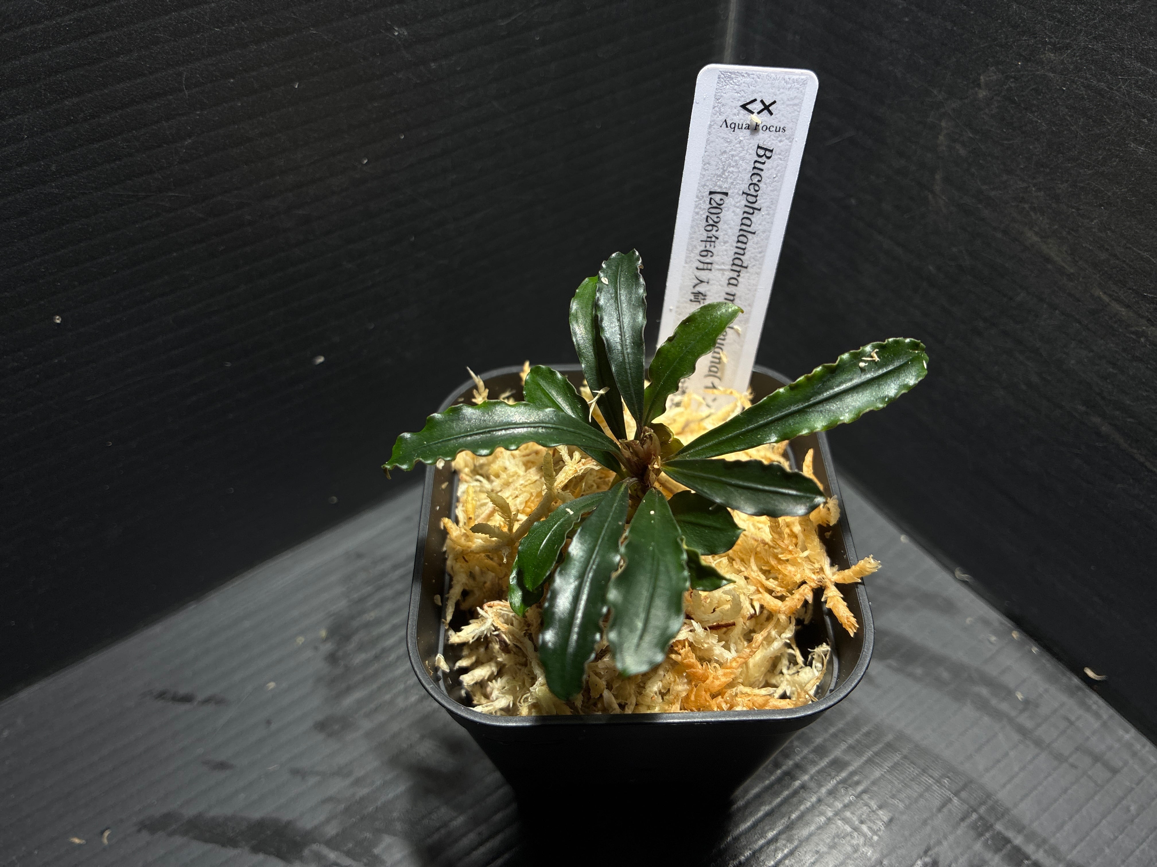 水草 Bucephalandra sp.\