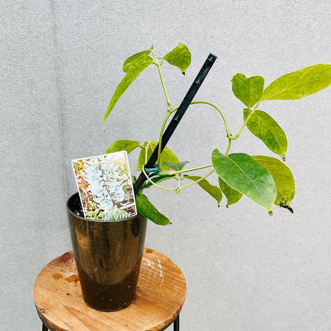 現品］34番 エバーフレッシュ 曲がり 9号 観葉植物 室内 大型 人気
