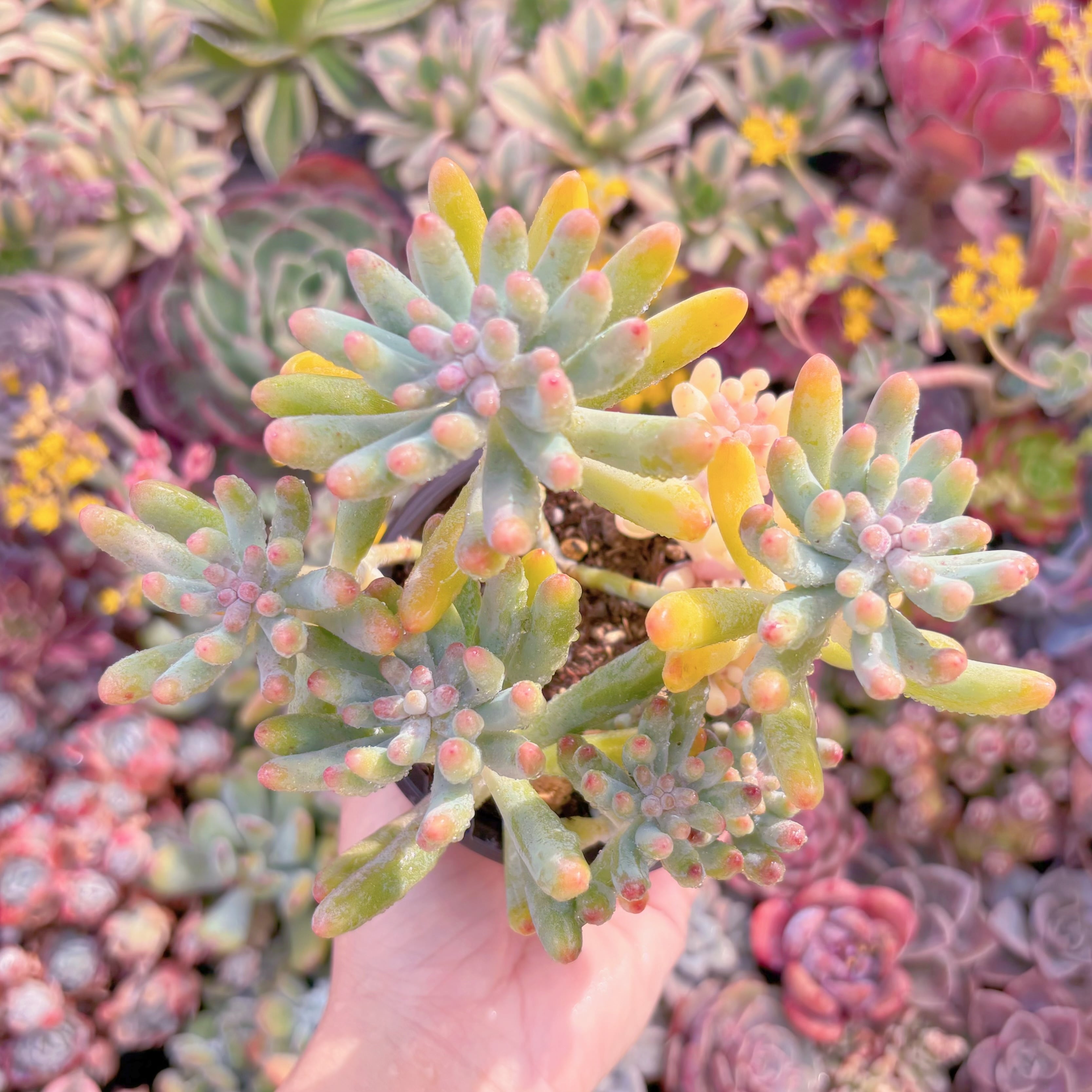 現品　乙女心錦#M172   群生　新入荷　るる農園