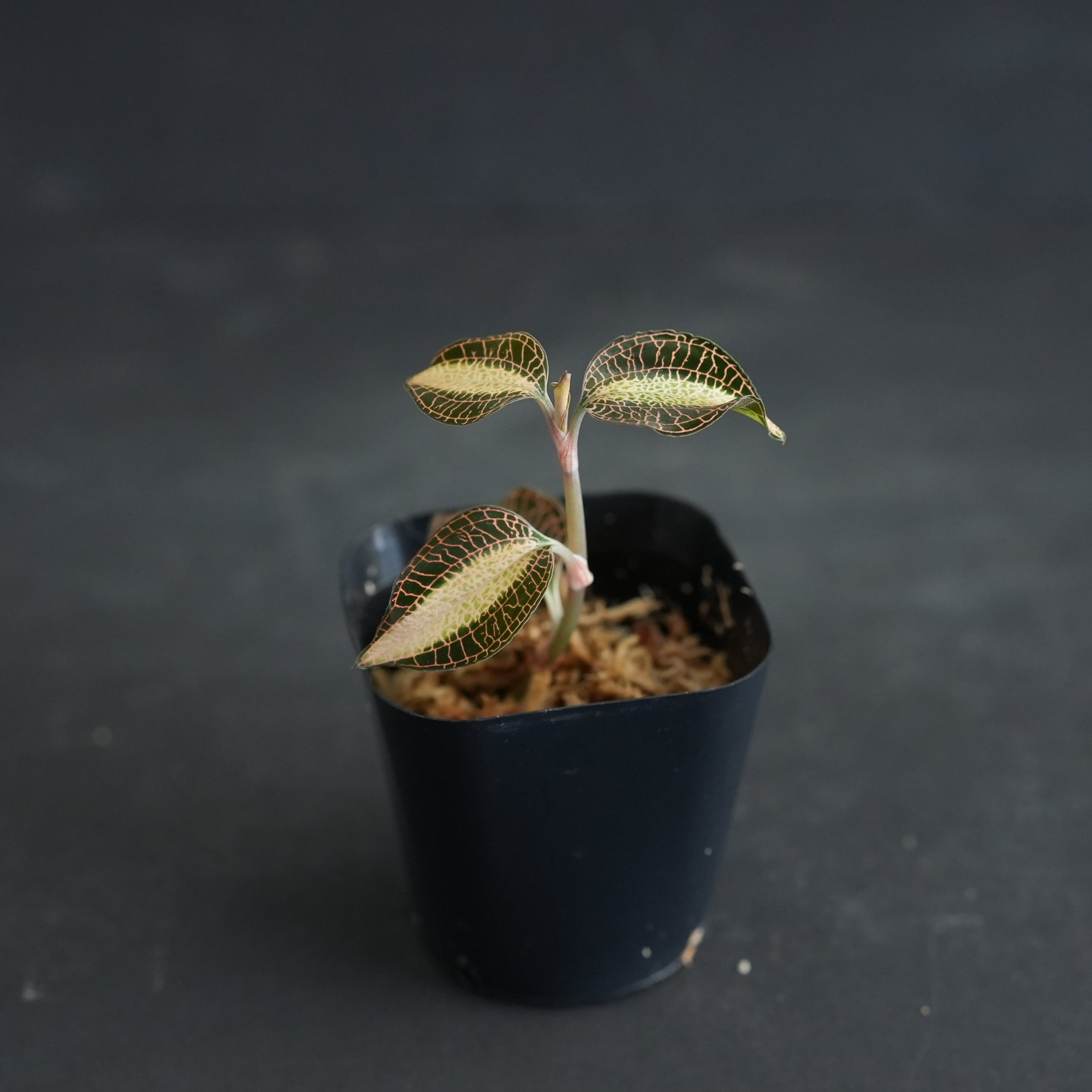 ◇現品◇Anoectochilus roxburghii 'Milky Way'【ジュエルオーキッド