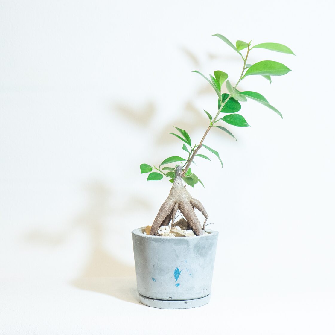 送料無料／≪ 観葉植物 ≫室内管理もオッケーなガジュマルの鉢植え 