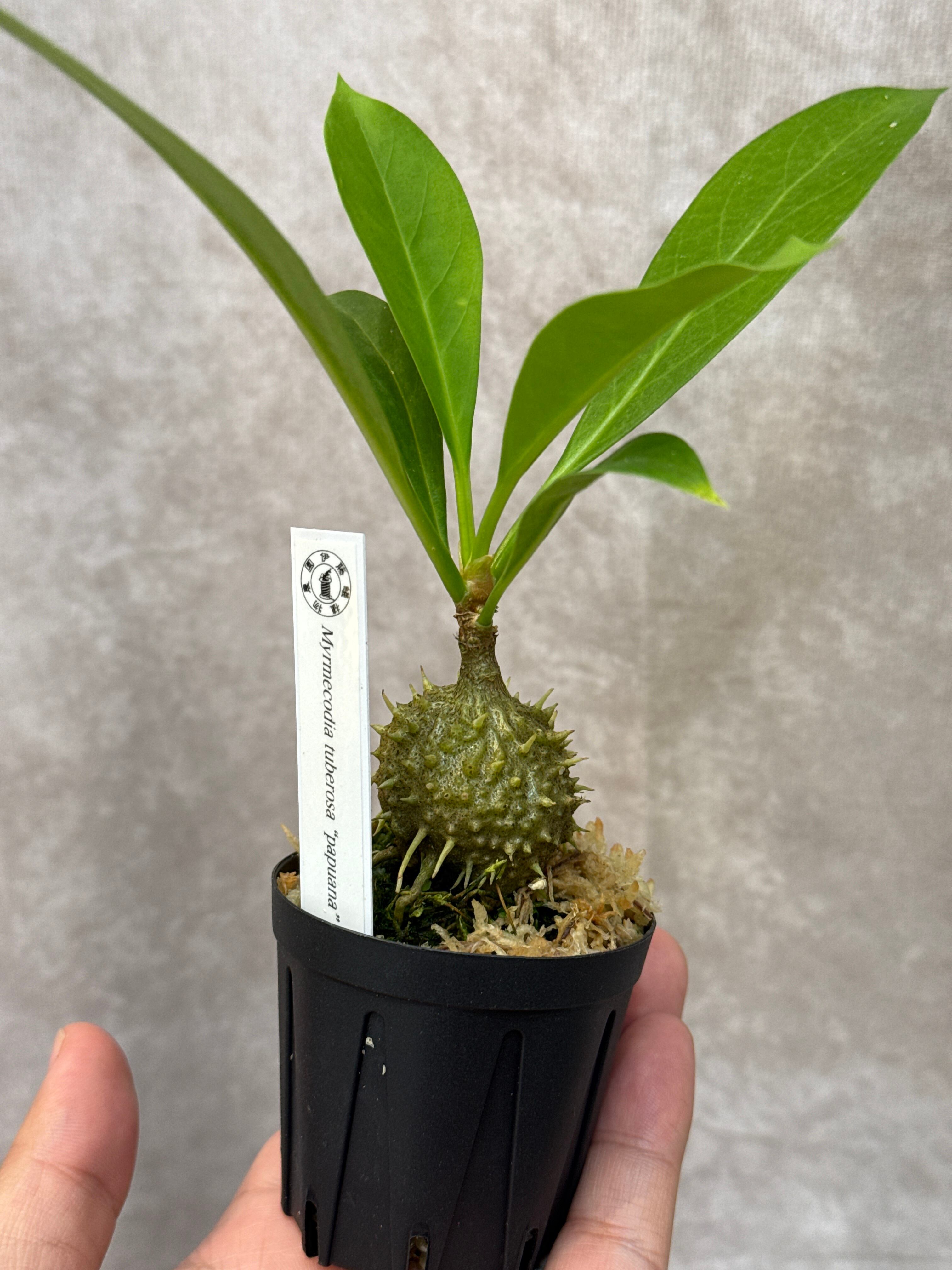 P.ridleyi Wild Sumatra リドレイ ワイルド ビカクシダ