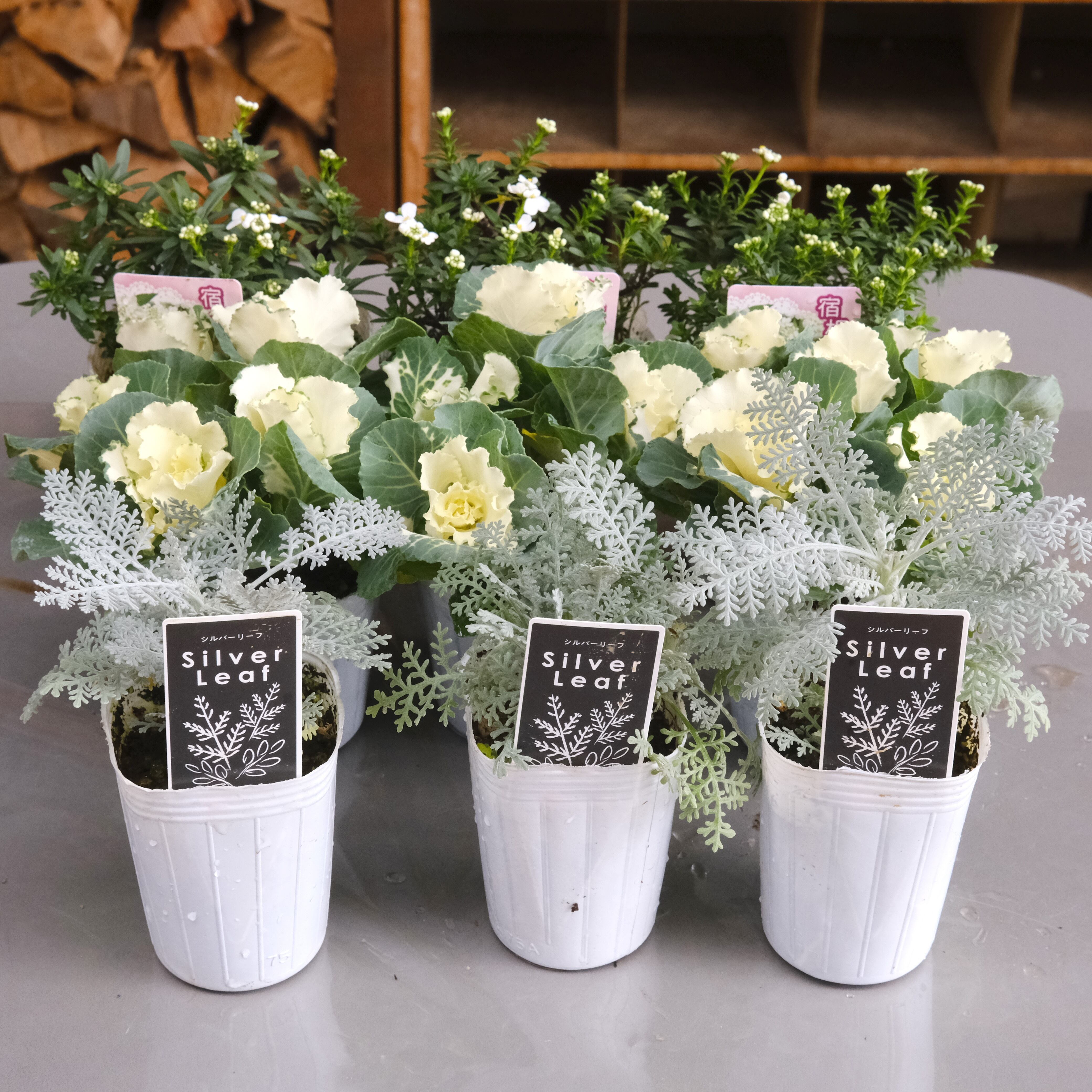リースの寄せ植えを作ろう！土谷先生セレクト 苗 & 鉢 セット