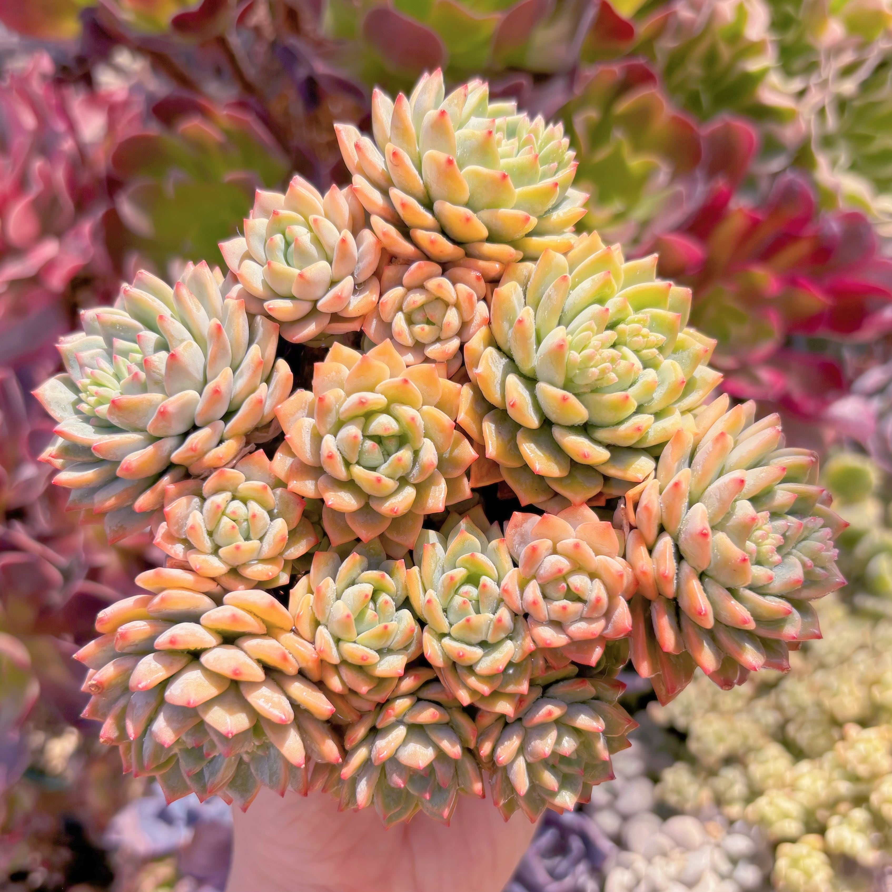 現品　沙羅姫蓮華#893　るる農園