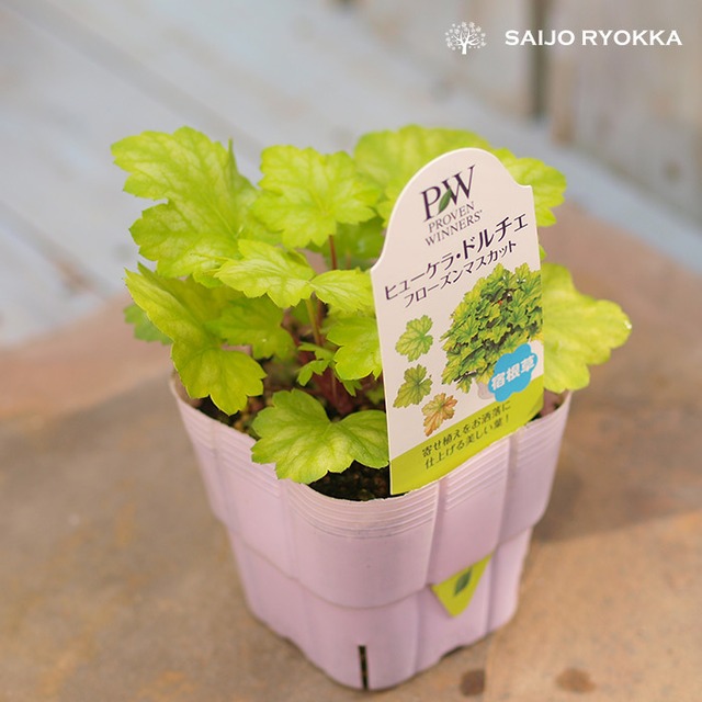 ヒューケラ フローズンマスカット リーフ苗 ドルチェシリーズ Pw さいじょう緑花