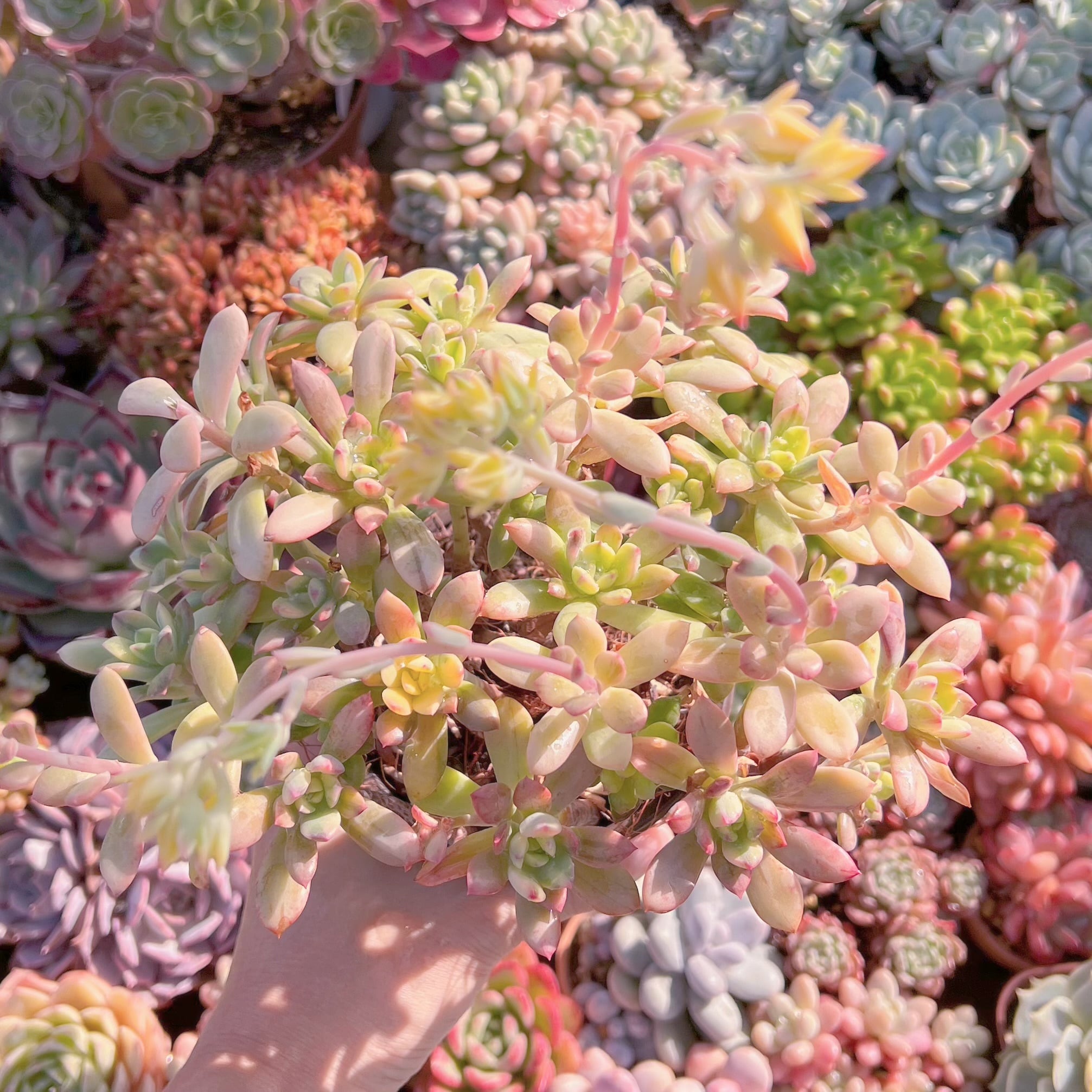 現品　ミニベル錦#616    特大　るる農園