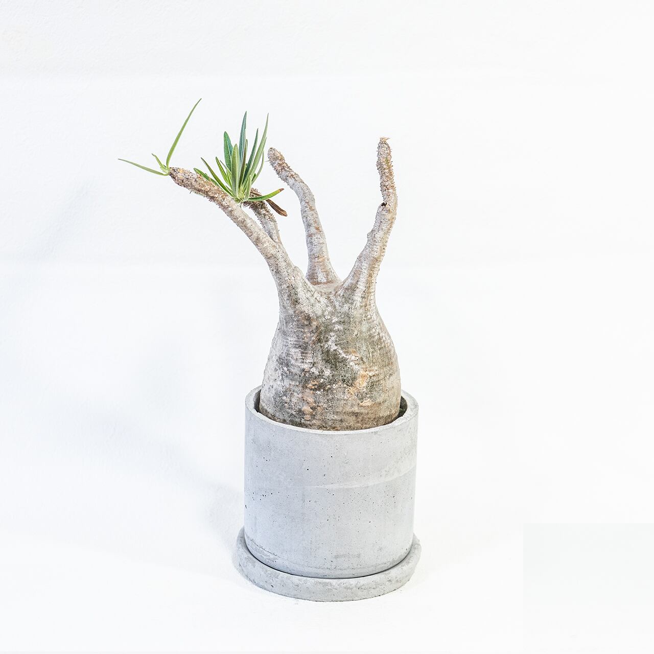 グラキリス 堂々たる存在感を放つ現地球 モルタル鉢仕立ての一点物