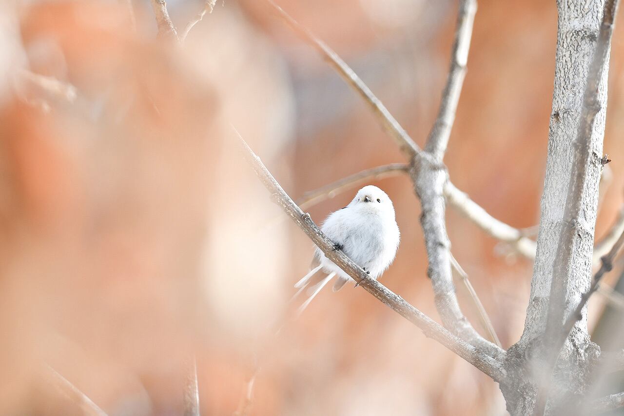 写真データ『シマエナガ』Lサイズ | mackykawana