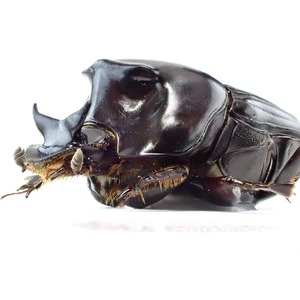 ラオス産 Liatongus gagatinus ♂ 14mm