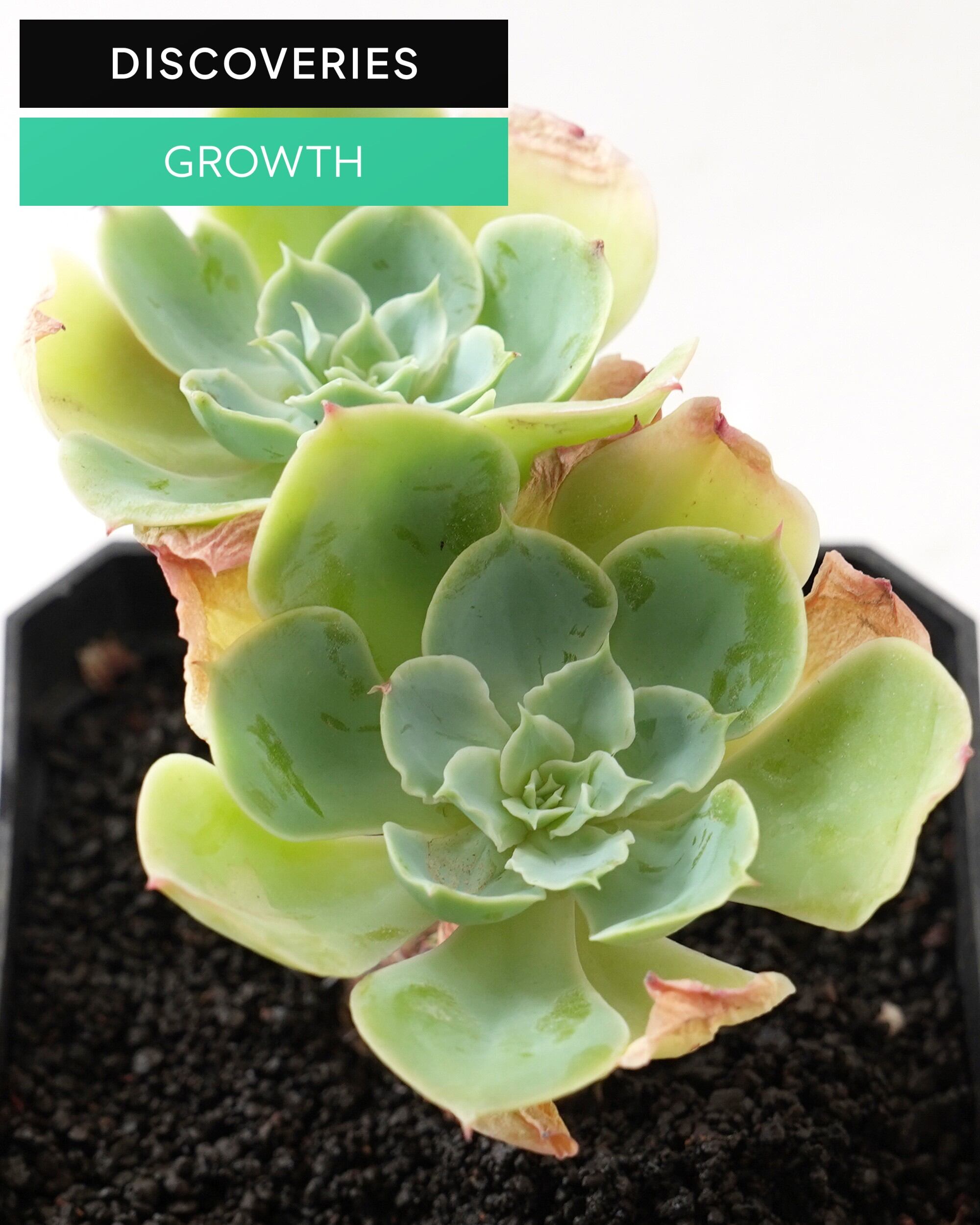 ブランド・レア度 | PUKUBOOK SUCCULENTS