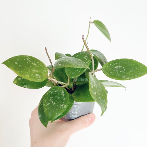 ホヤ パラスチカ スプラッシュ  観葉植物 calm cafe