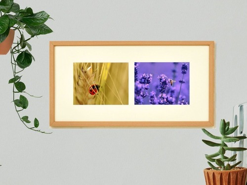 テントウ虫と蜜蜂