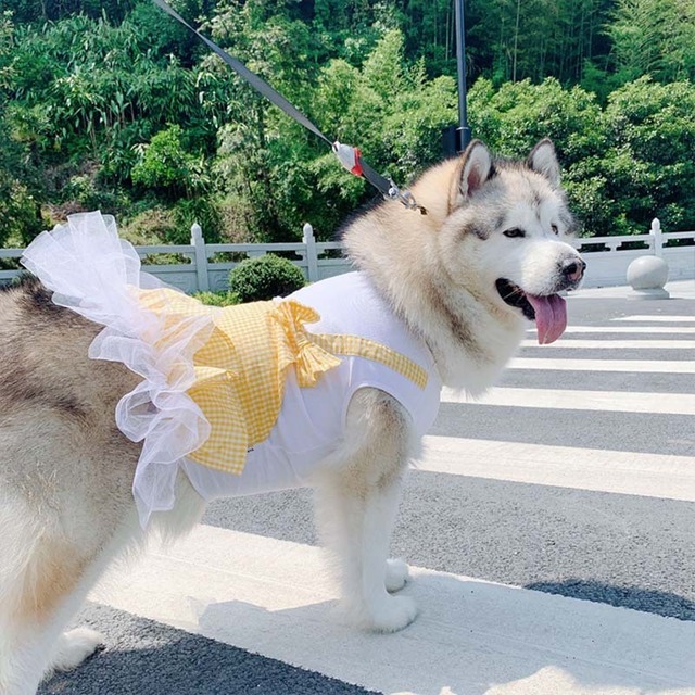 春夏犬用ドレス子犬ペット服中型大型犬ラブラドールゴールデンレトリバー大型犬用ドレスdisfrazperro スプリング 春物 サマー 夏物 War Dog Point