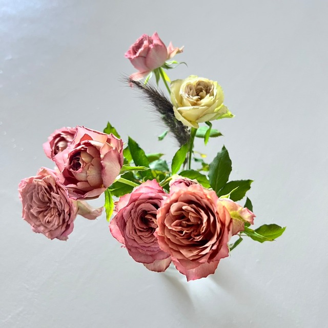 ☆完売しました☆規格外アンティーク系ROSE｜規格外｜送料込み〈フラワーロス救済企画〉